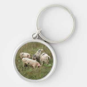 Varkens in een Sleutelhanger veld