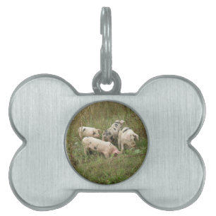 Varkens in een veld Pet Tag Huisdieren Naamplaatje