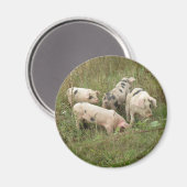 Varkens in een Veldmagneet Magneet (Voorkant / Achterkant)
