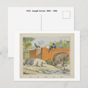 VARKENS Joseph Scholz, 1829 - 1880 Briefkaart