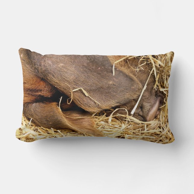 VARKENS KUSSEN (Voorkant)