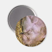 VARKENS MAGNEET (Voorkant / Achterkant)
