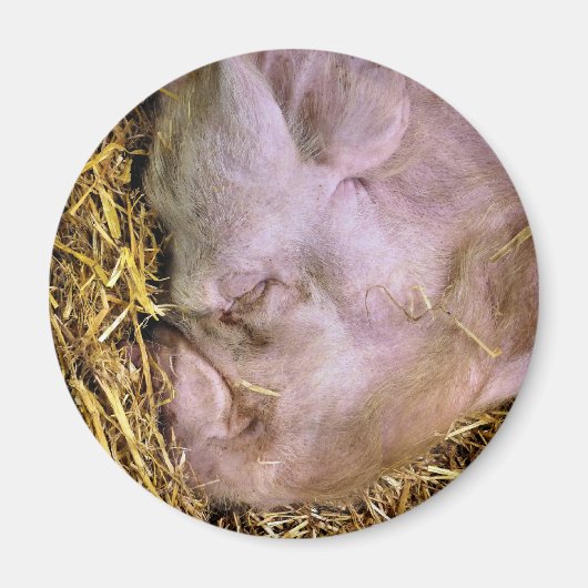 VARKENS MAGNEET (Voorkant)