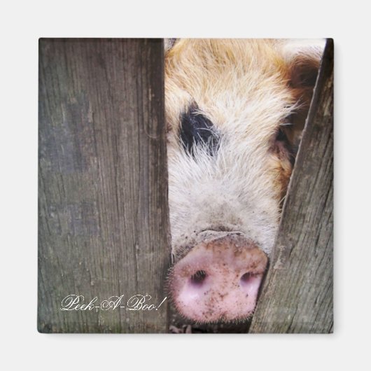 VARKENS MAGNEET (Voorkant)