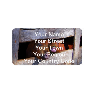 Varkens Paar Paar Piggies Etiket