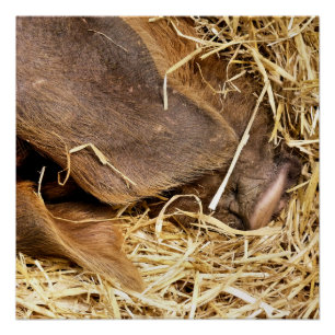 VARKENS PERFECT POSTER