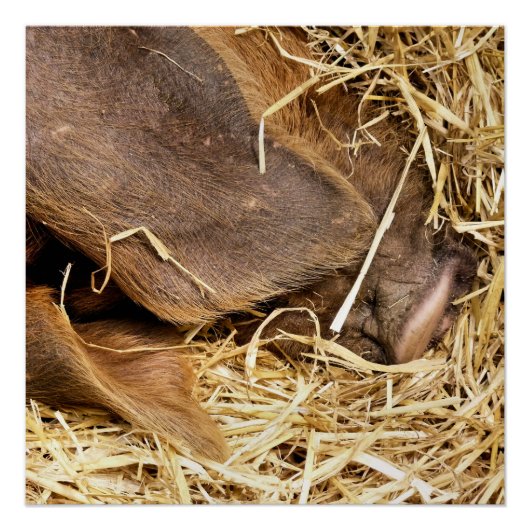 VARKENS PERFECT POSTER (Voorkant)