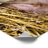 VARKENS POSTER (Hoek)