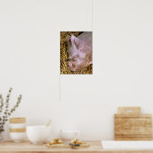 VARKENS POSTER (Keuken)