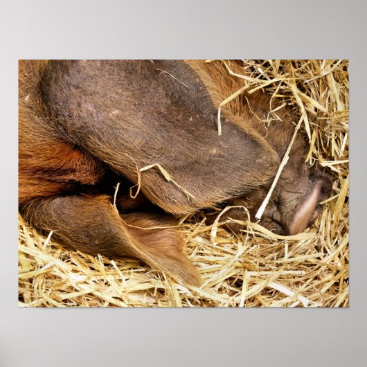 VARKENS POSTER (Voorkant)