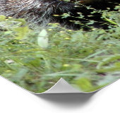 varkens poster (Hoek)