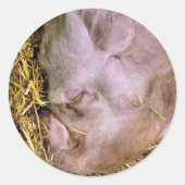 VARKENS RONDE STICKER (Voorkant)