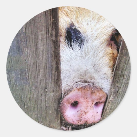 VARKENS RONDE STICKER (Voorkant)