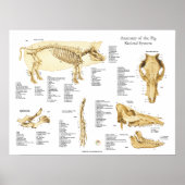 Varkens Schema van varkensskeletspierstelsel-anato Poster (Voorkant)