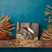 VARKENS SLAPEN FOTOPLAAT (Zijkant)