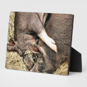 VARKENS SLAPEN FOTOPLAAT (Zijkant)