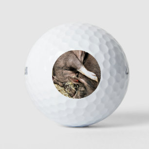 VARKENS SLAPEN GOLFBALLEN