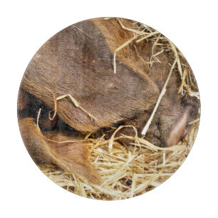 VARKENS SNIJPLANK