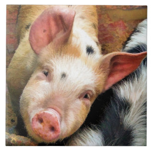 VARKENS TEGELTJE