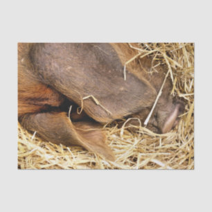 VARKENS TISSUEPAPIER