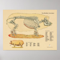 Varkens Veterinaire Schema's