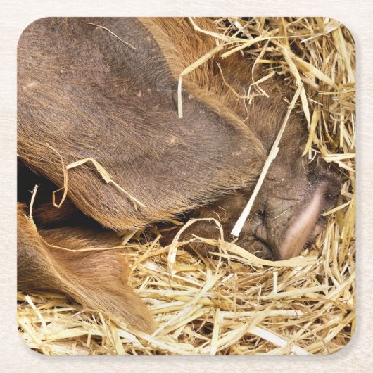 VARKENS VIERKANTE KARTONNEN ONDERZETTER (Voorkant)