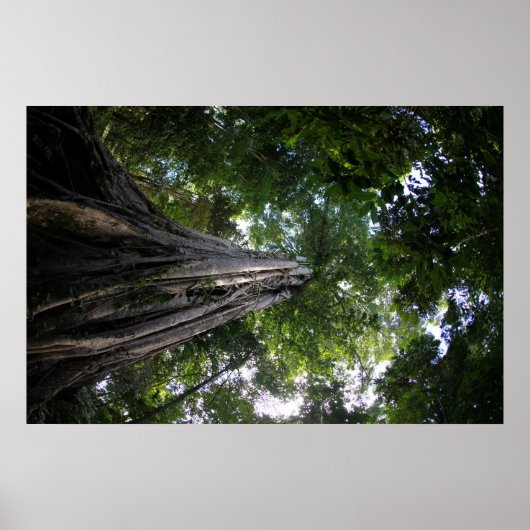 Varkensboom in het regenwoud van Tangkoko in Sulaw Poster (Voorkant)