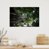 Varkensboom in het regenwoud van Tangkoko in Sulaw Poster (Keuken)