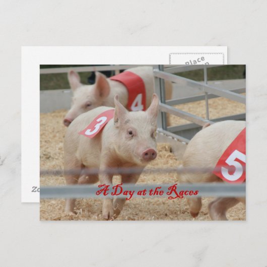 Varkenshaar, rasfoto's voor varkens, roze varken briefkaart (Voorkant / Achterkant)