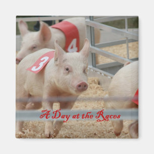 Varkenshaar, rasfoto's voor varkens, roze varken magneet