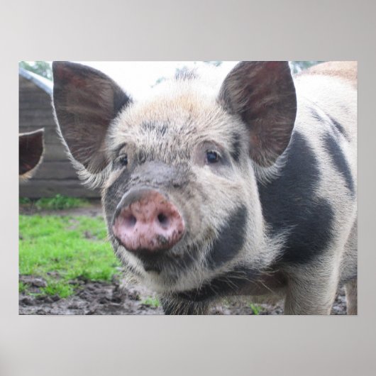 Varkenspaat Poster (Voorkant)