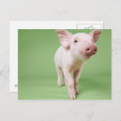 Varkensplaat Briefkaart (Voorkant / Achterkant)