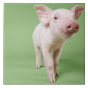 Varkensplaat Tegeltje