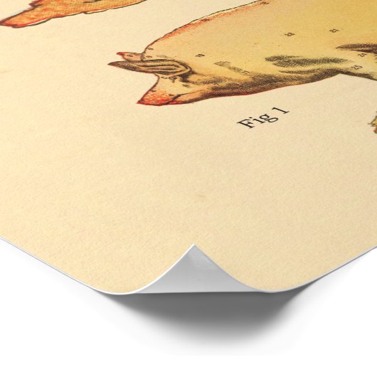 Varkensspier Anatomie Grafiek Poster (Hoek)