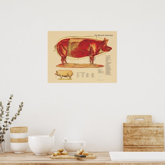 Varkensspier Anatomie Grafiek Poster (Keuken)