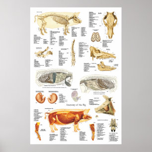 Varkensspier Anatomie Veterinaire Grafiek Poster