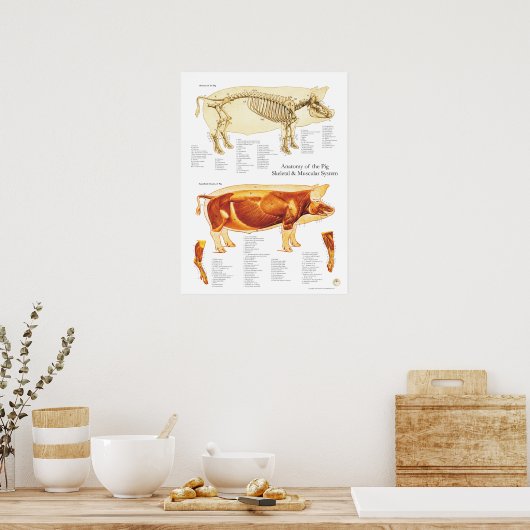 Varkensspier- en skeletanatomische Poster (Keuken)