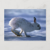 Varying Hare/Snowshoe Rabbit die open loopt Briefkaart (Voorkant)