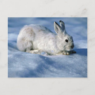 Varying Hare/Snowshoe Rabbit op open sneeuw Briefkaart