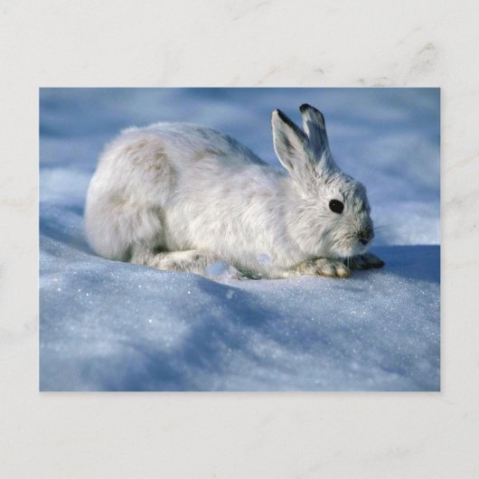 Varying Hare/Snowshoe Rabbit op open sneeuw Briefkaart (Voorkant)