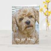 Vasectomie Hond Humor Kaart (Gele Bloem)