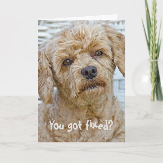 Vasectomie Honden Humor Kaart (Voorkant)