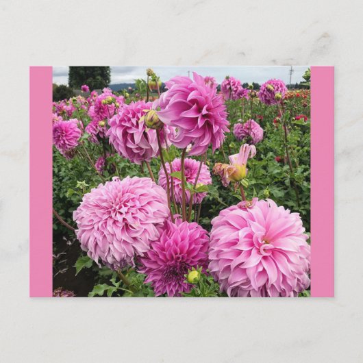 Vassio Meggos Dahlia Briefkaart (Voorkant)