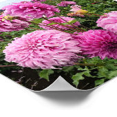 Vassio Meggos Dahlia Poster (Hoek)