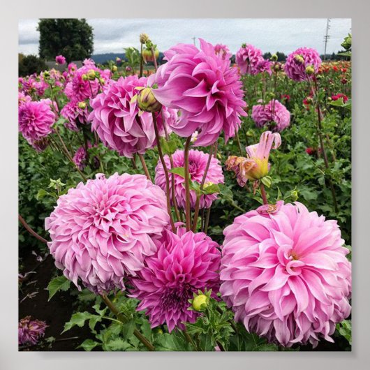 Vassio Meggos Dahlia Poster (Voorkant)