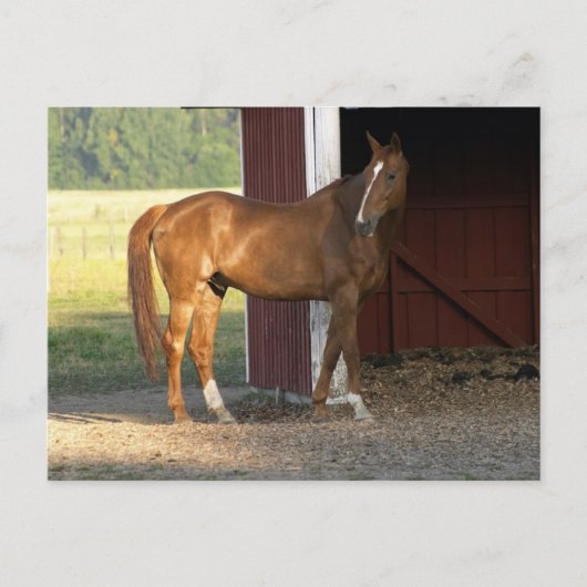 Vaste kastanje briefkaart (Voorkant)