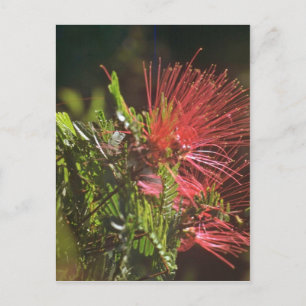Vaste rode bloemen briefkaart