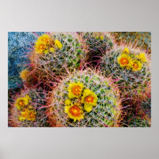 Vat cactus close-up, Californië Poster (Voorkant)