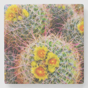 Vat cactus close-up, Californië Stenen Onderzetter