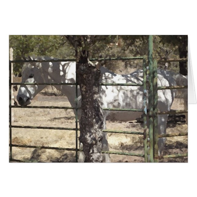 "Vato" Arabian Horse (Voorkant Horizontaal)